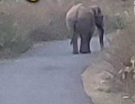 ग्रामीण इलाकों में घूम रहा हाथी