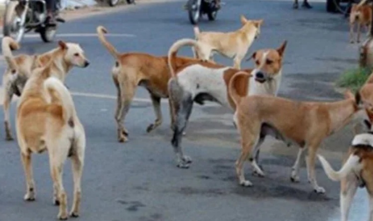 उदयपुर में आवारा कुत्तों ने 4 साल की बच्ची को नोंच—नोंच कर मार डाला 