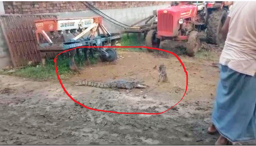 गांव में खूंटे से बंधा मगरमच्छ।