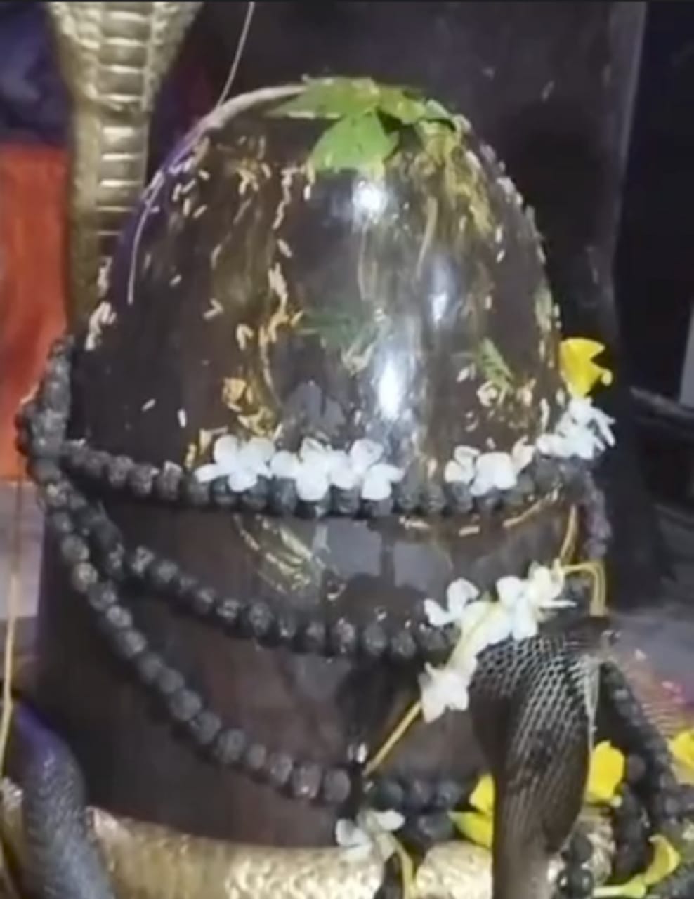 गए सर्पराज, कैमरे में कैद किया अद्भुत दृश्य गए सर्पराज, कैमरे में कैद किया अद्भुत दृश्य
