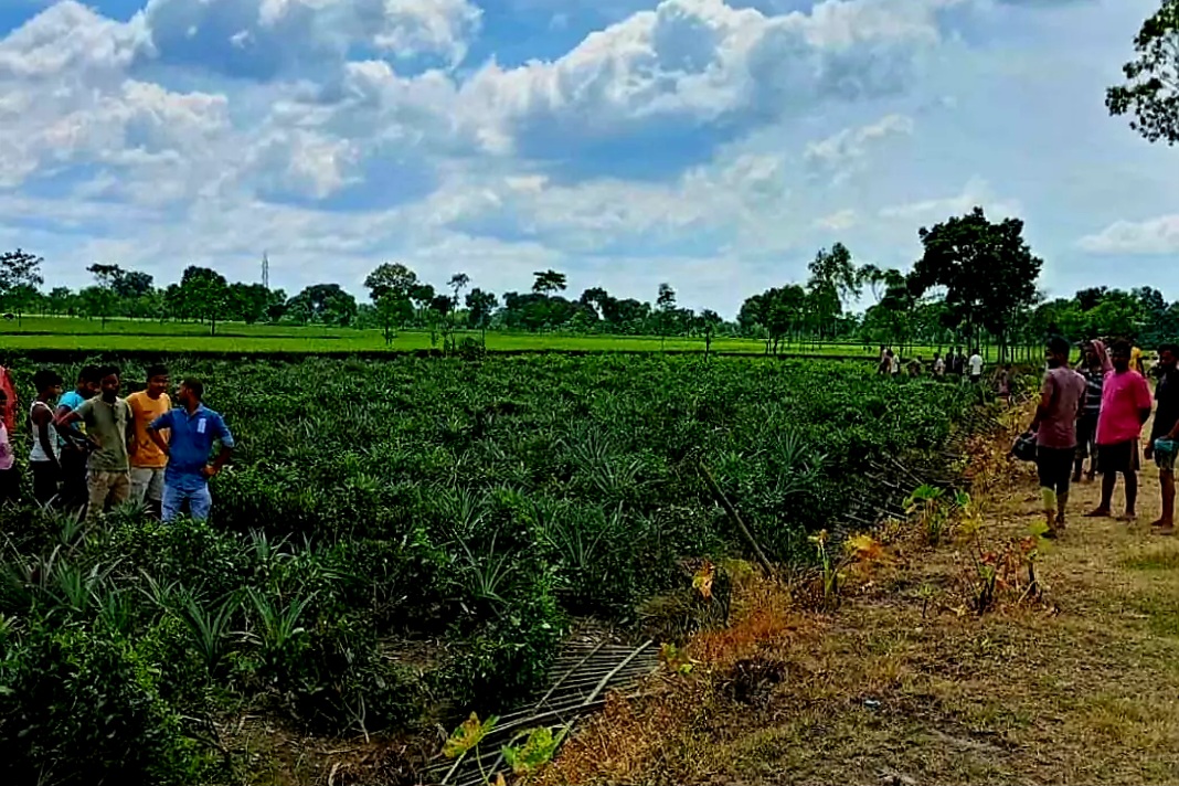 चोपड़ा में हजारों चाय के पौधों को नष्ट करने का आरोप