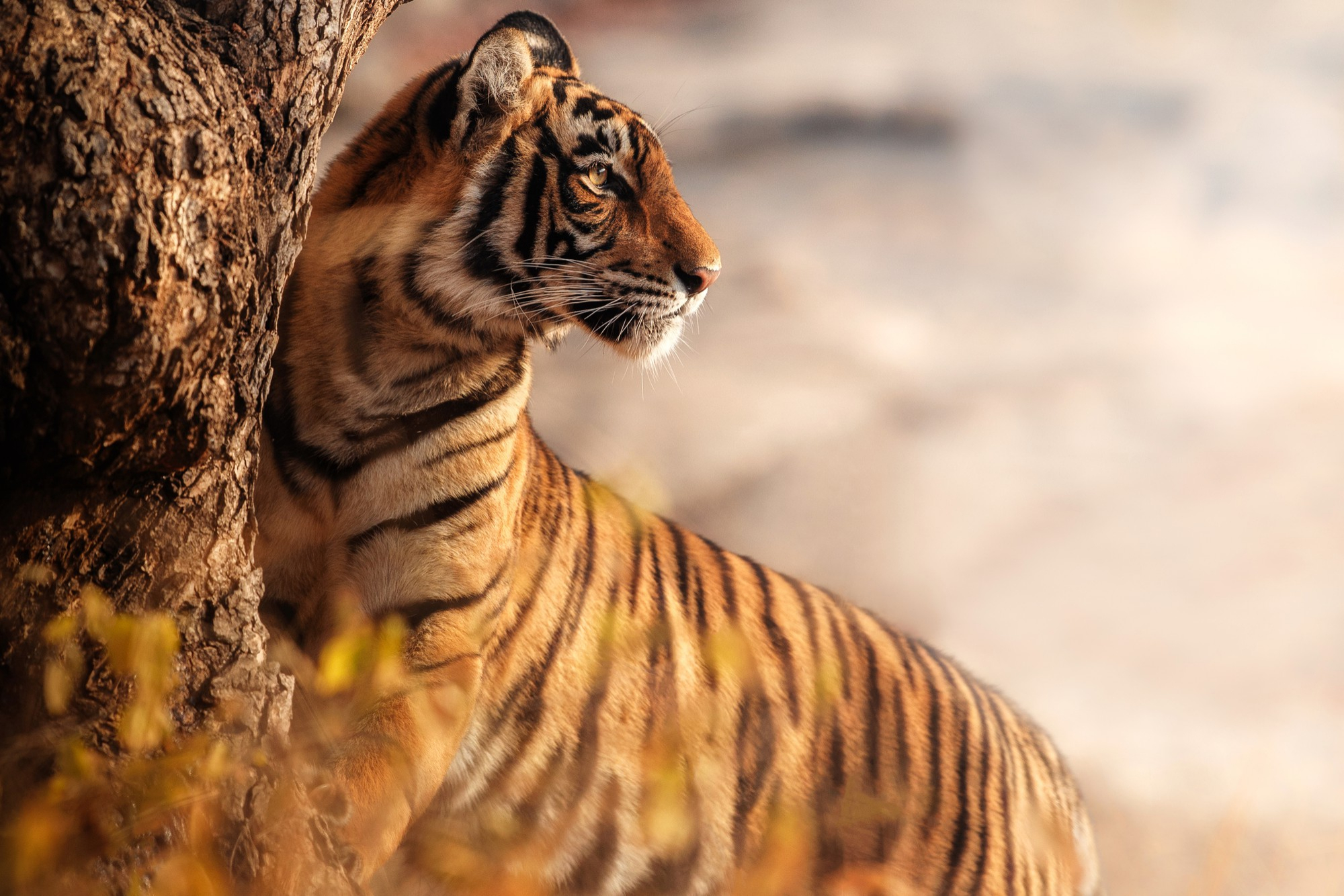 Bangal Tiger. Bangal Tiger.