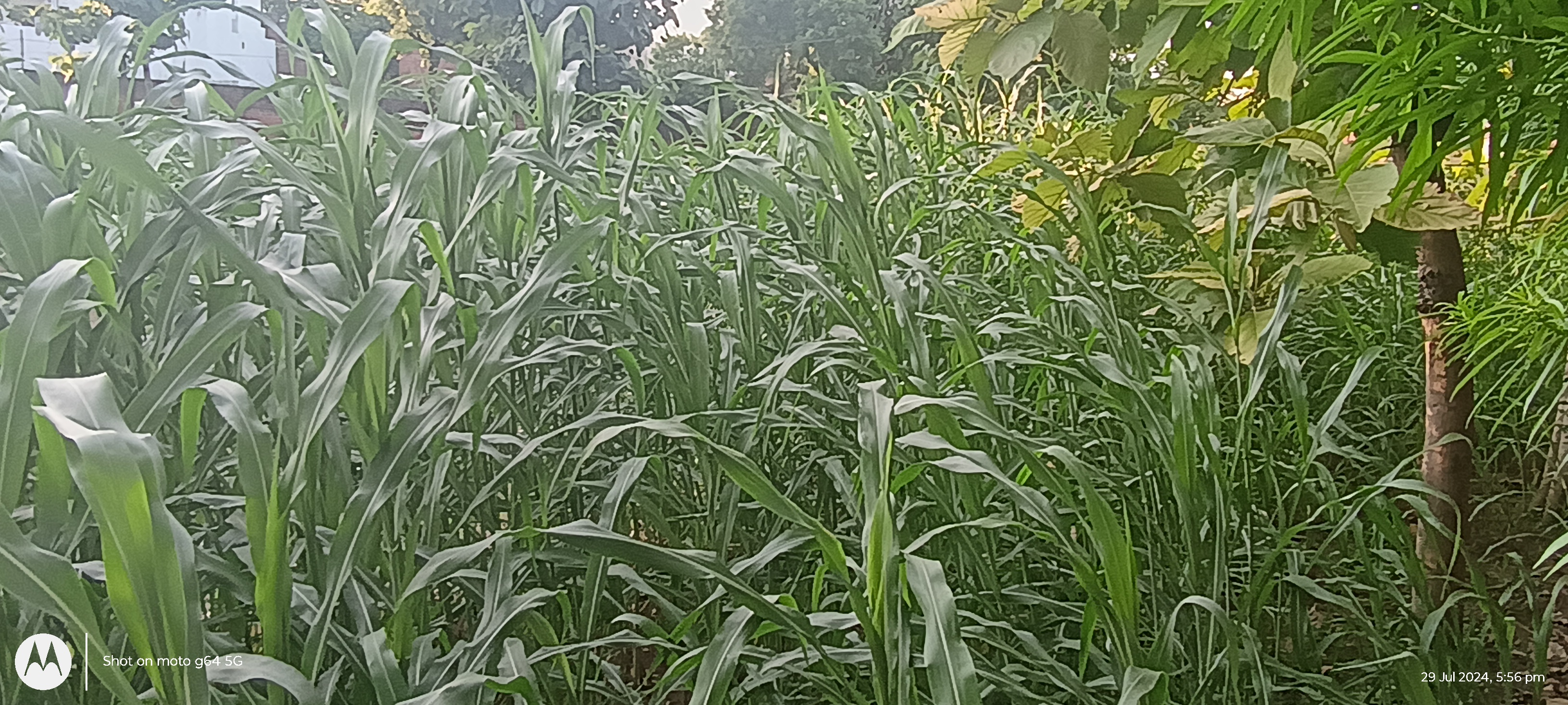 फसलों की सुरक्षा कवच है फसल बीमा योजना फसलों की सुरक्षा कवच है फसल बीमा योजना