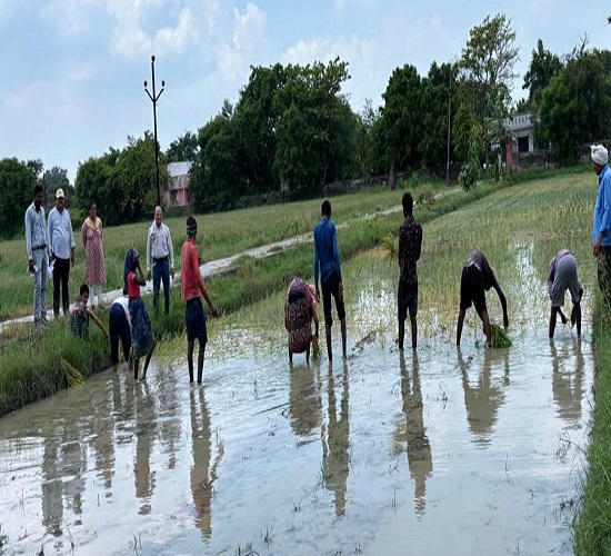 किसान स्वयं क्राफ्ट कैफेटेरिया को देखकर धान की उत्तम प्रजातियों का कर सकेंगे मूल्यांकन: डॉ. खलील खान किसान स्वयं क्राफ्ट कैफेटेरिया को देखकर धान की उत्तम प्रजातियों का कर सकेंगे मूल्यांकन: डॉ. खलील खान