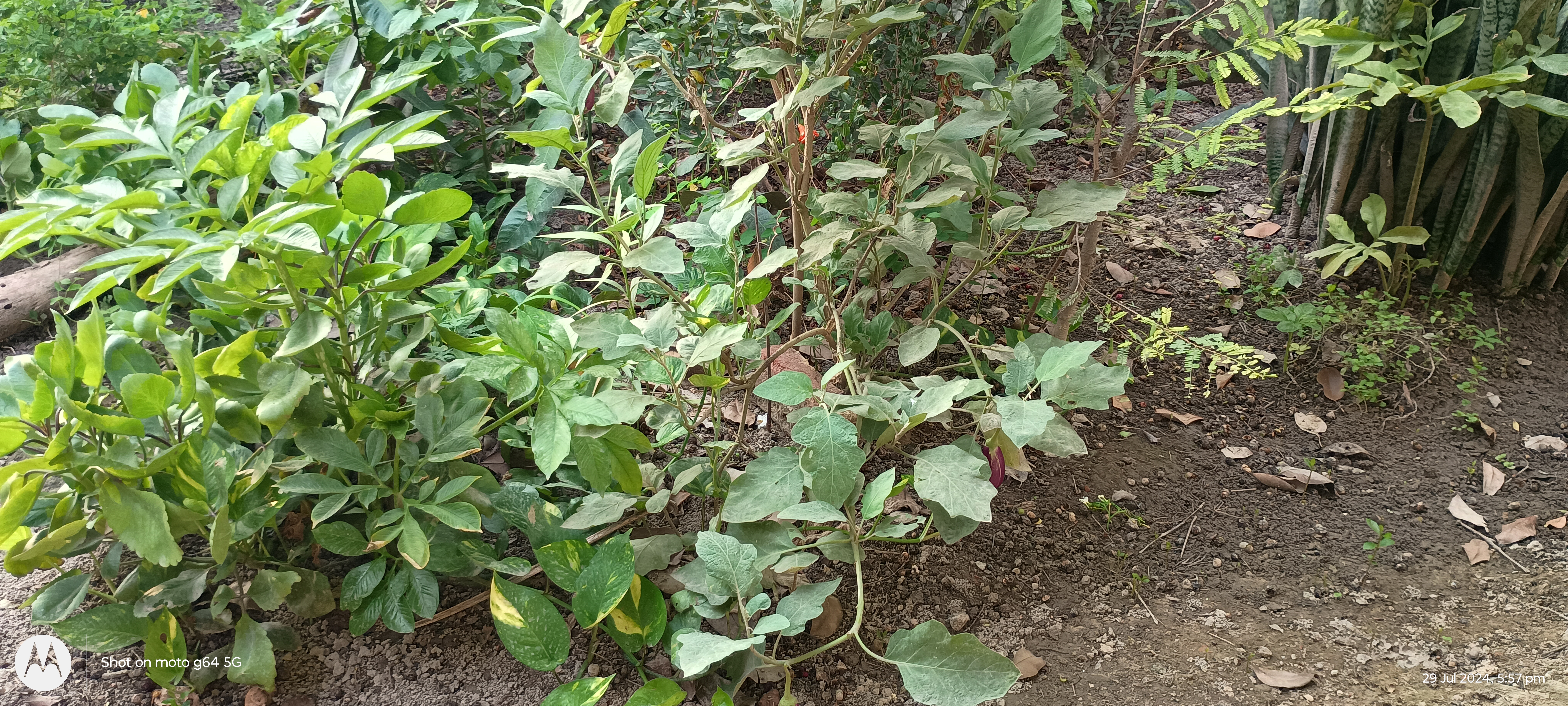 फसलों की सुरक्षा कवच है फसल बीमा योजना फसलों की सुरक्षा कवच है फसल बीमा योजना