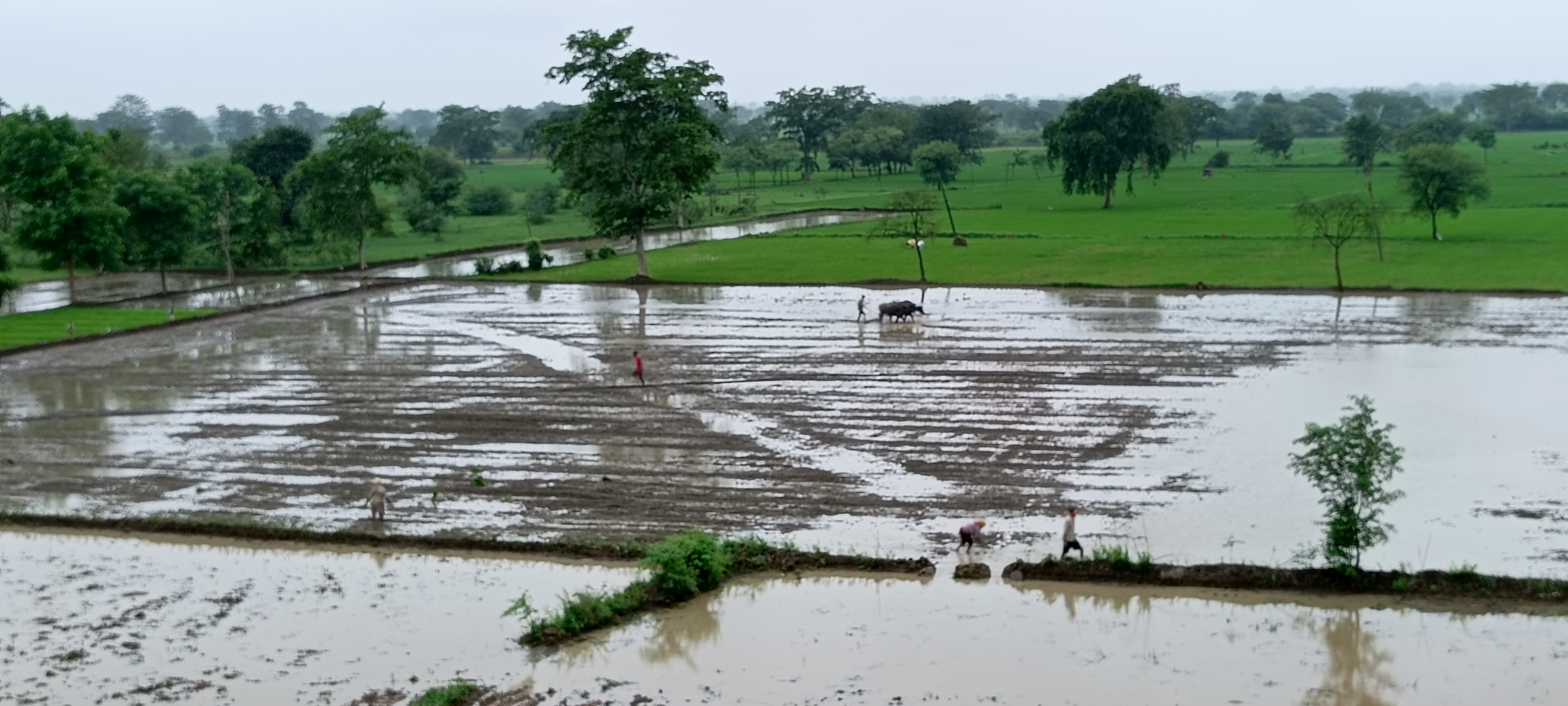 धमतरी जिले में खेती-किसानी कार्य तेजी से चल रहा है। धमतरी जिले में खेती-किसानी कार्य तेजी से चल रहा है।