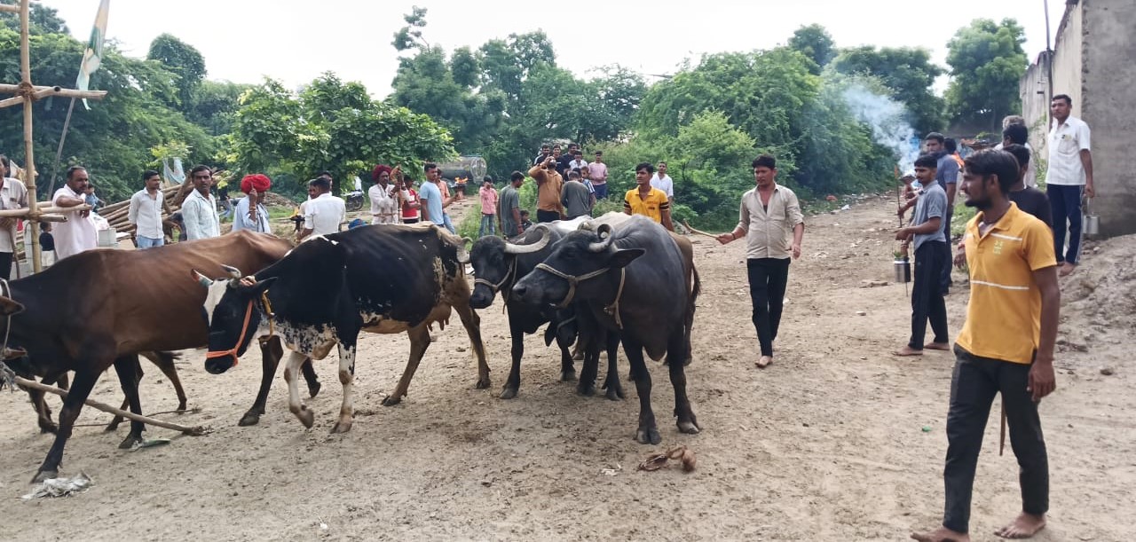शाहपुरा में पालतू जानवरों को रोगमुक्त करने के लिए मनाया आस्था और परंपरा का अनूठा उत्सव ी शाहपुरा में पालतू जानवरों को रोगमुक्त करने के लिए मनाया आस्था और परंपरा का अनूठा उत्सव ी