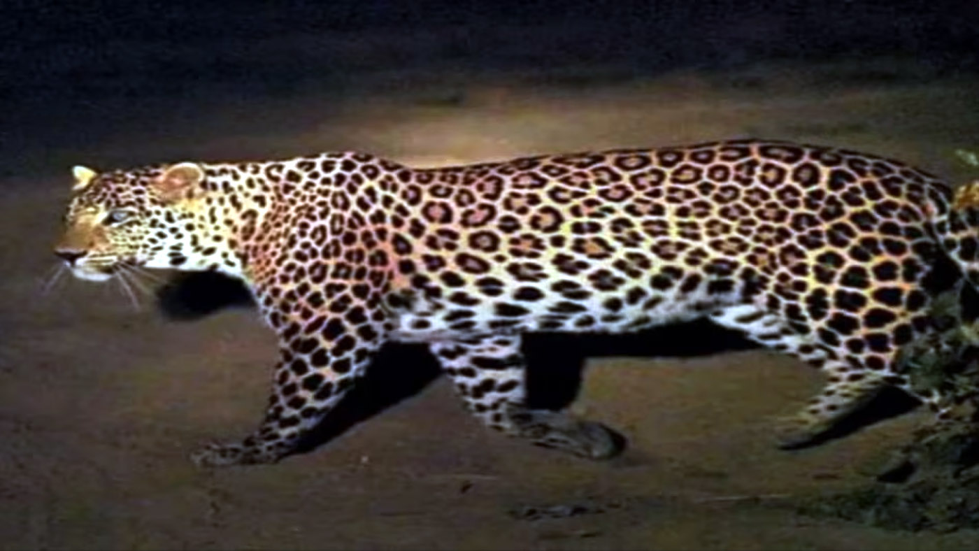 गुलदार गुलदार