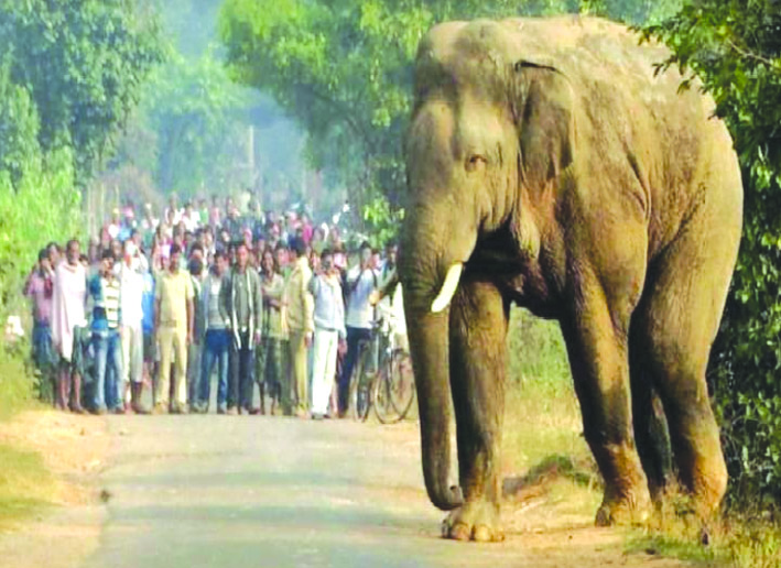 आबादी क्षेत्र में घुसा हाथी