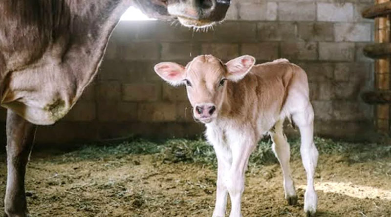फाइल फाेटाे गाय की बछिया का फाइल फाेटाे गाय की बछिया का