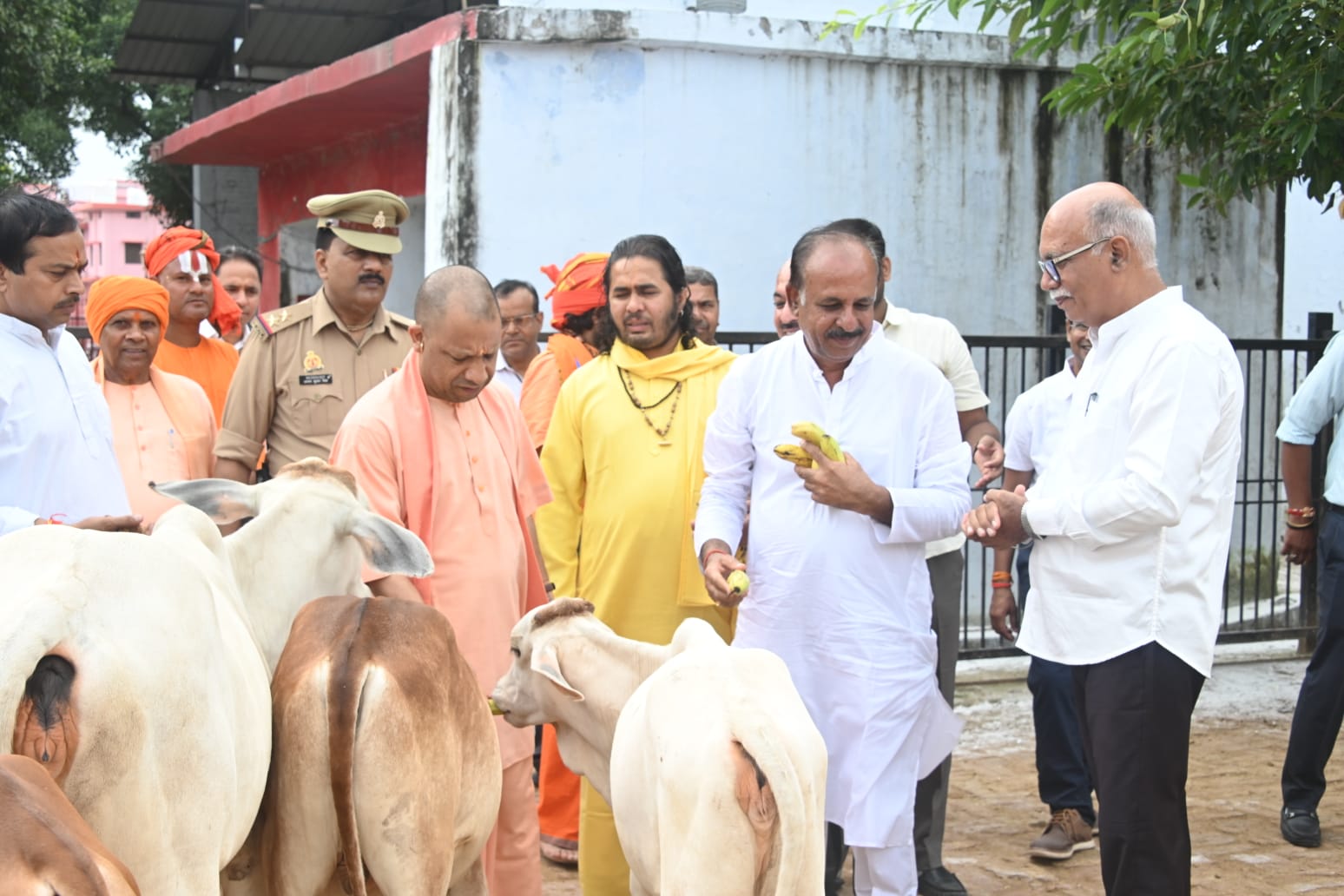 गोवंश को दुलारकर गुड़ और केला खिलाया गोरक्षपीठाधीश्वर ने* गोवंश को दुलारकर गुड़ और केला खिलाया गोरक्षपीठाधीश्वर ने*