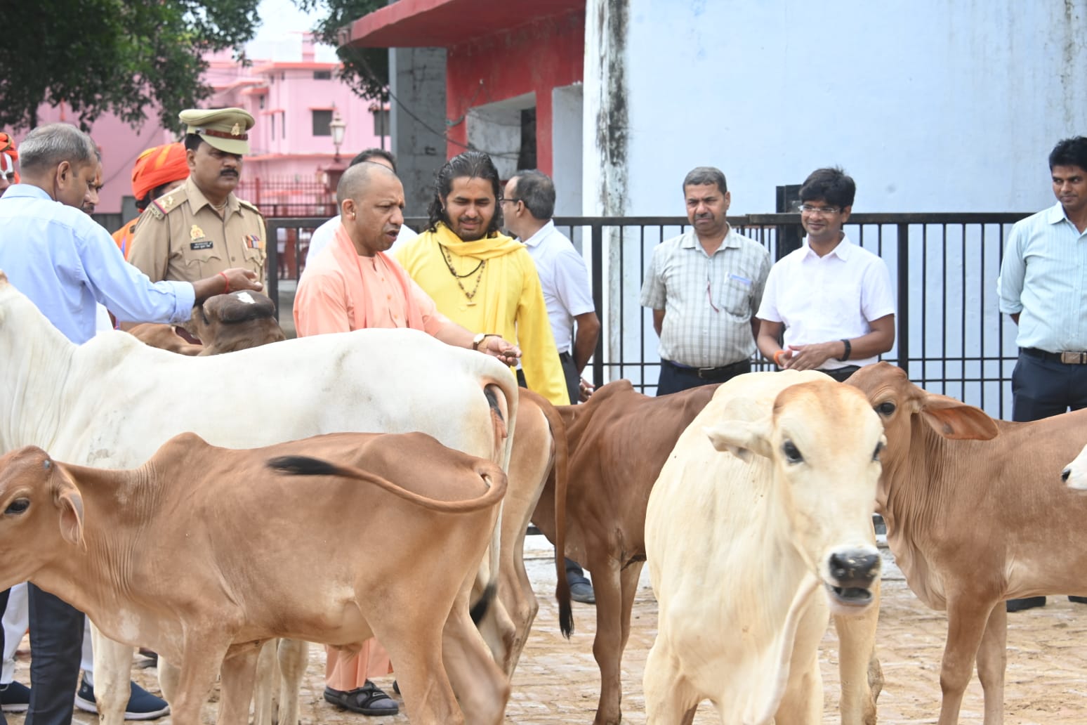 गोवंश को दुलारकर गुड़ और केला खिलाया गोरक्षपीठाधीश्वर ने* गोवंश को दुलारकर गुड़ और केला खिलाया गोरक्षपीठाधीश्वर ने*