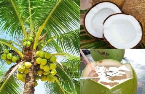 विश्व नारियल दिवस विश्व नारियल दिवस