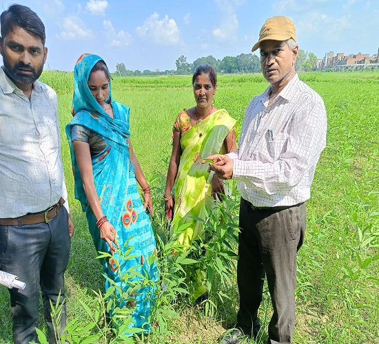 अरहर फसल को सुरक्षित करने को नीम की पत्ती का घोल बनाकर करें छिड़काव :डॉ. किशोर