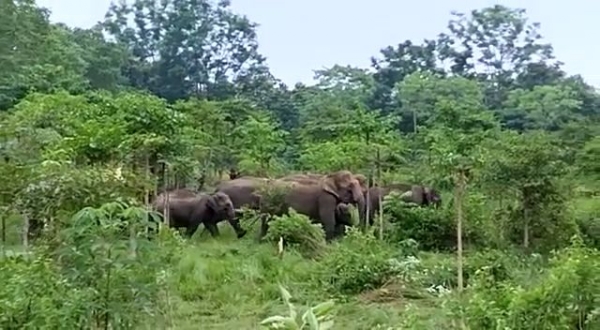 हाथी हाथी