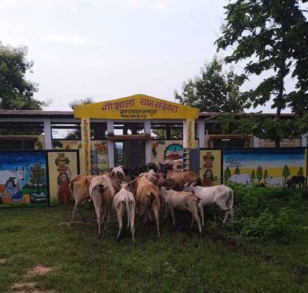 छतरपुर : 169 गौशालाओं मे 15060 गौवंश का संरक्षण संबर्धन का दावा छतरपुर : 169 गौशालाओं मे 15060 गौवंश का संरक्षण संबर्धन का दावा
