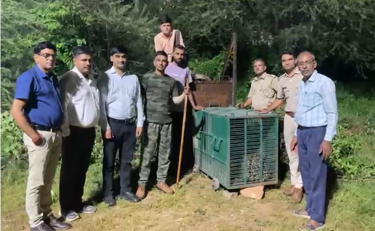 एमएनआईटी में लगे पिंजरे में आया मेल लेपर्ड एमएनआईटी में लगे पिंजरे में आया मेल लेपर्ड