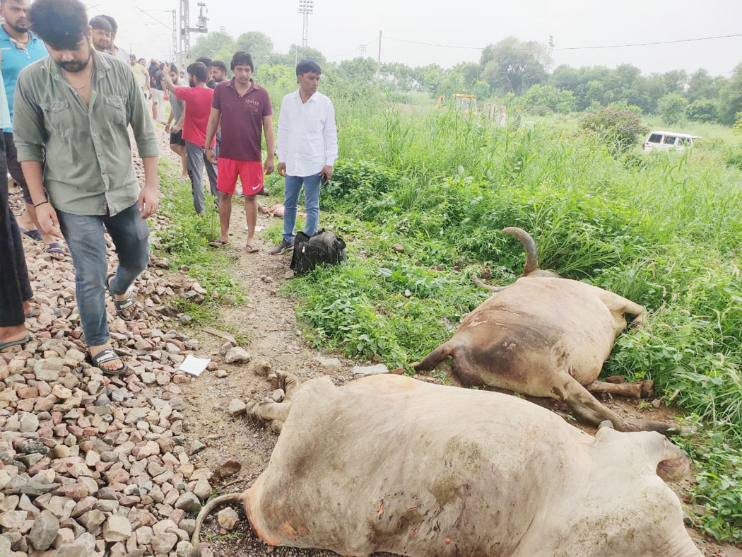 7 Snp-1 सोनीपत: साउथ प्वाइंट स्कूल के पास ट्रेन की चपेट में आईं हुई गाय। 7 Snp-1 सोनीपत: साउथ प्वाइंट स्कूल के पास ट्रेन की चपेट में आईं हुई गाय।