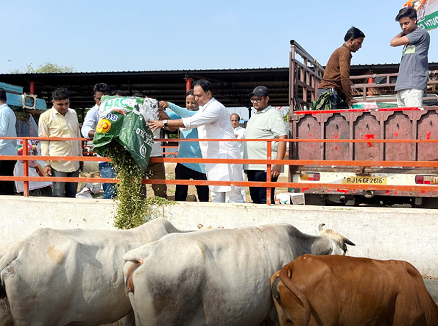 गाै सेवा कर मनाया सचिन पायलट का जन्मदिन गाै सेवा कर मनाया सचिन पायलट का जन्मदिन