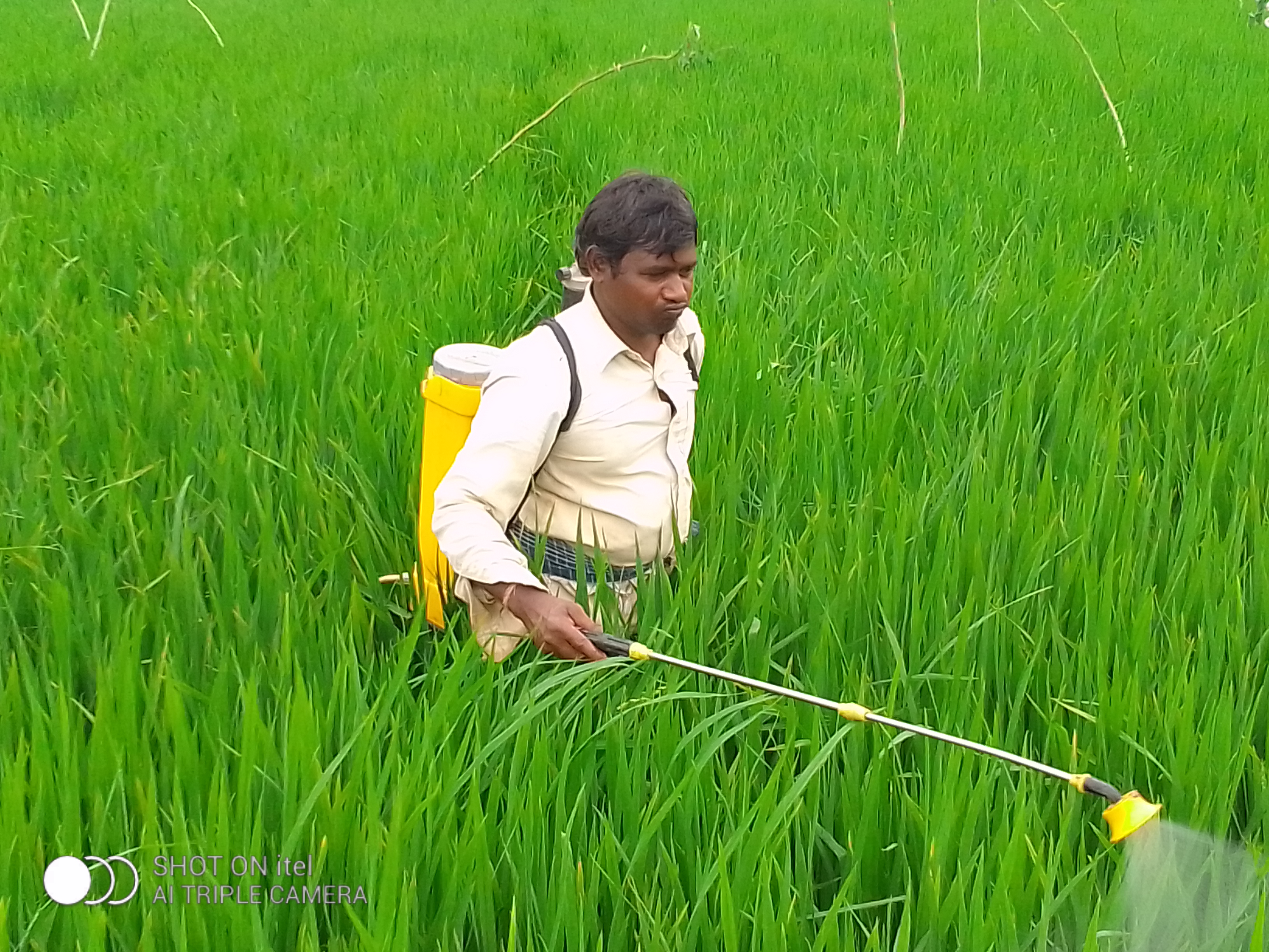 खेत में बीमारी से वचाव के लिए दवा का छिड़काव करता हुआ किसान।