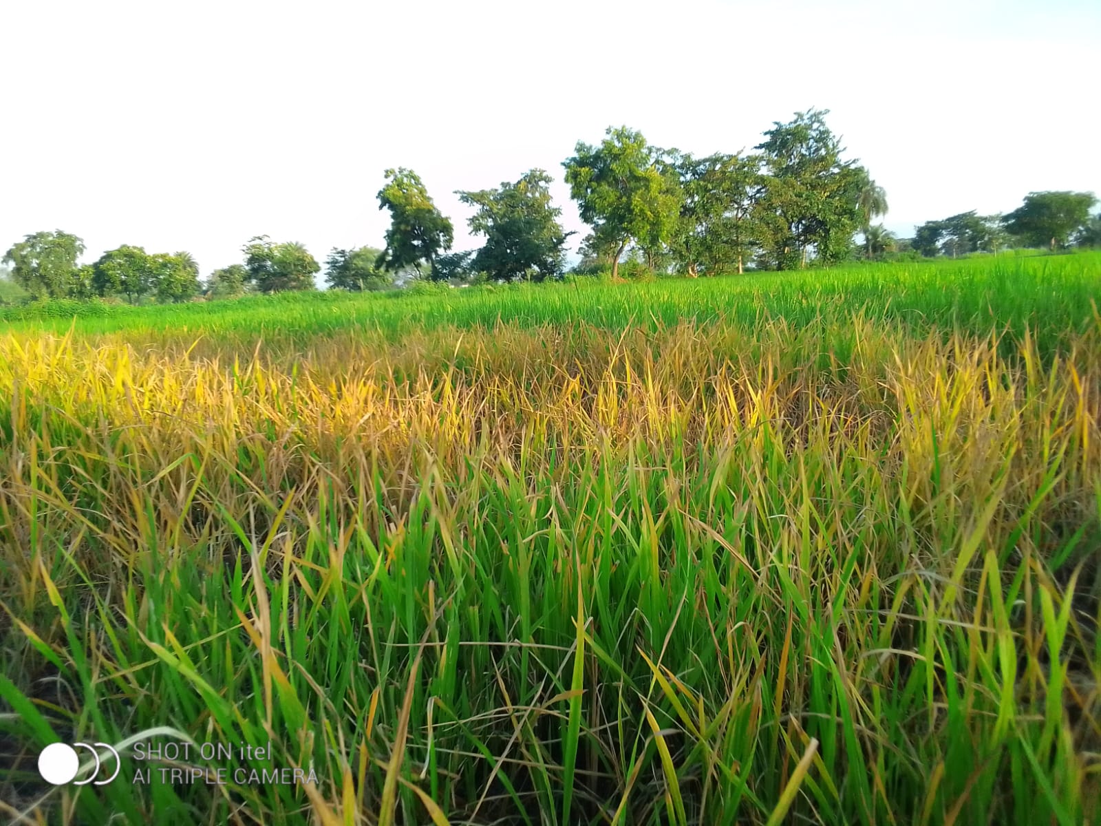 खेत में बीमारी से प्रभावित खरीफ धान फसल।