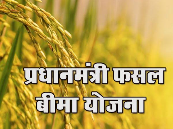किसानों ने कराया फसल सुरक्षा बीमा किसानों ने कराया फसल सुरक्षा बीमा