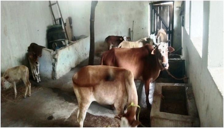 मनरेगा से हुआ पशु आश्रय स्थल निर्माण कार्य मनरेगा से हुआ पशु आश्रय स्थल निर्माण कार्य