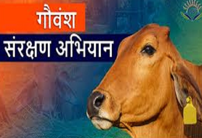 गाेवंश संरक्षित का सांकेतिक फाेटाे गाेवंश संरक्षित का सांकेतिक फाेटाे