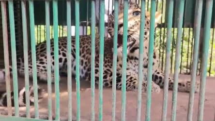 वन विभाग की टीम ने मादा लेपर्ड रानी फीमेल को सुरक्षित पिंजरे में पकड़ा