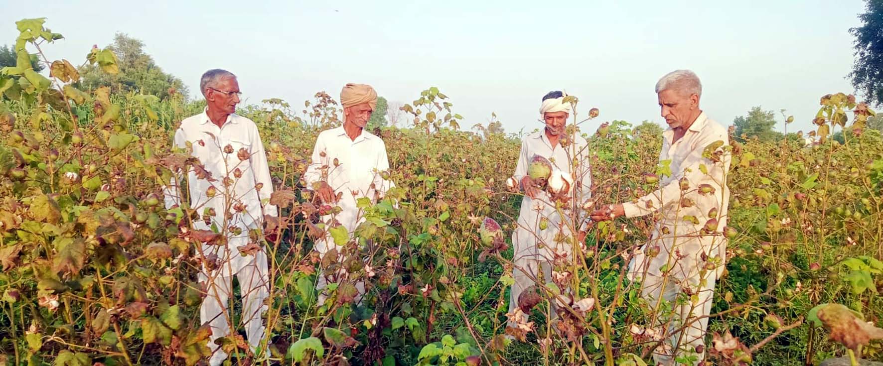 खेतों में खराब हो रही फसल देखते किसान।