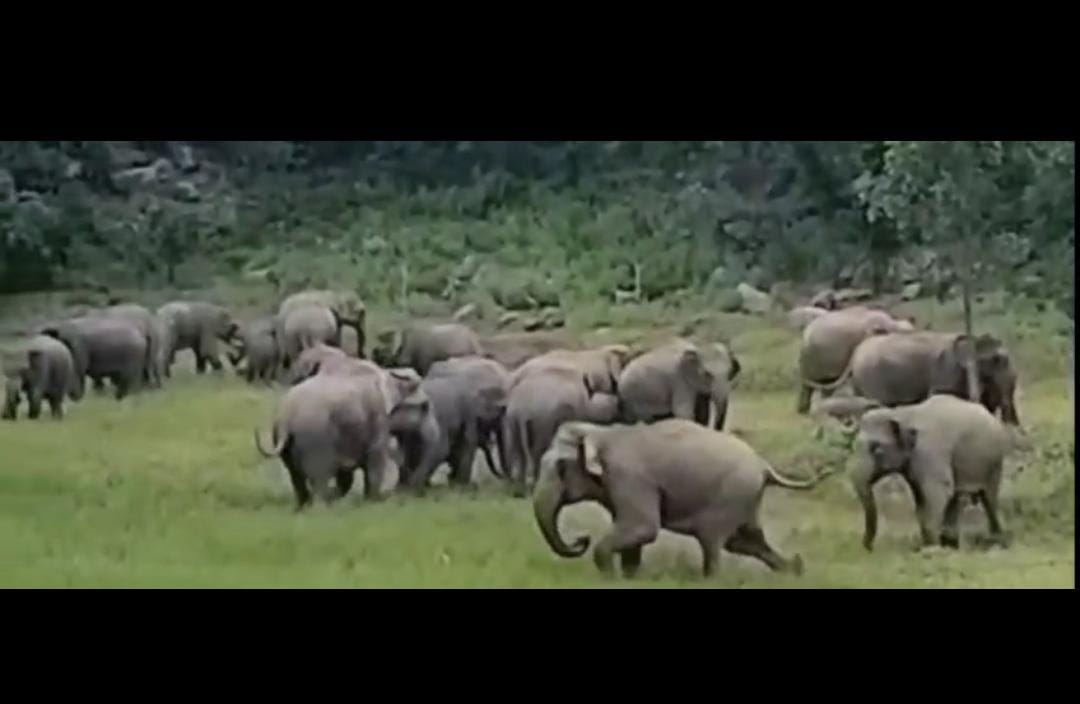 हाथियों का दल विचरण करते हाथियों का दल विचरण करते