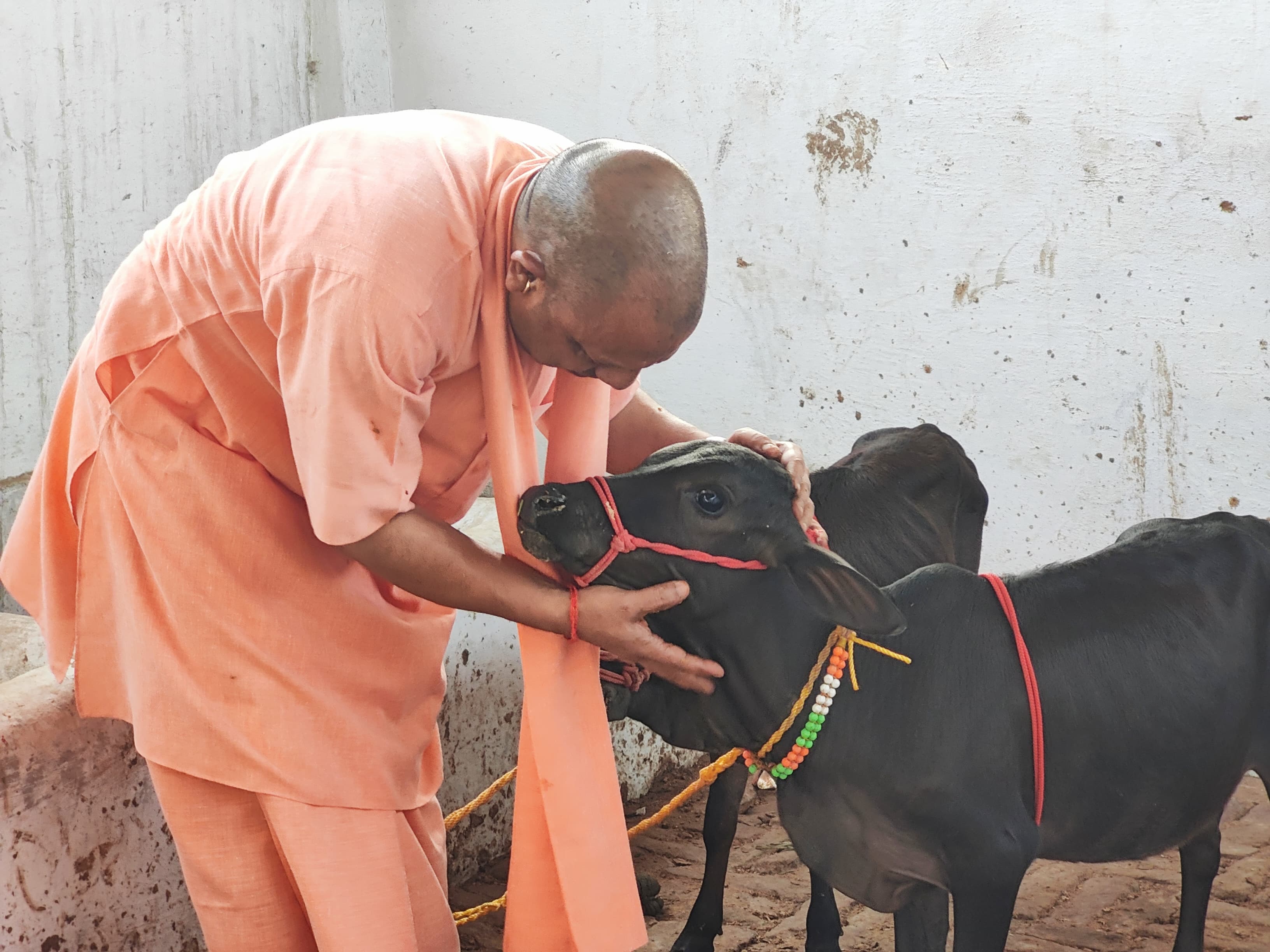 *देश की अति दुर्लभ नस्ल की गाय है पुंगनूर, और समृद्ध हुआ गोरक्षपीठ का गोवंश संसार* *देश की अति दुर्लभ नस्ल की गाय है पुंगनूर, और समृद्ध हुआ गोरक्षपीठ का गोवंश संसार*