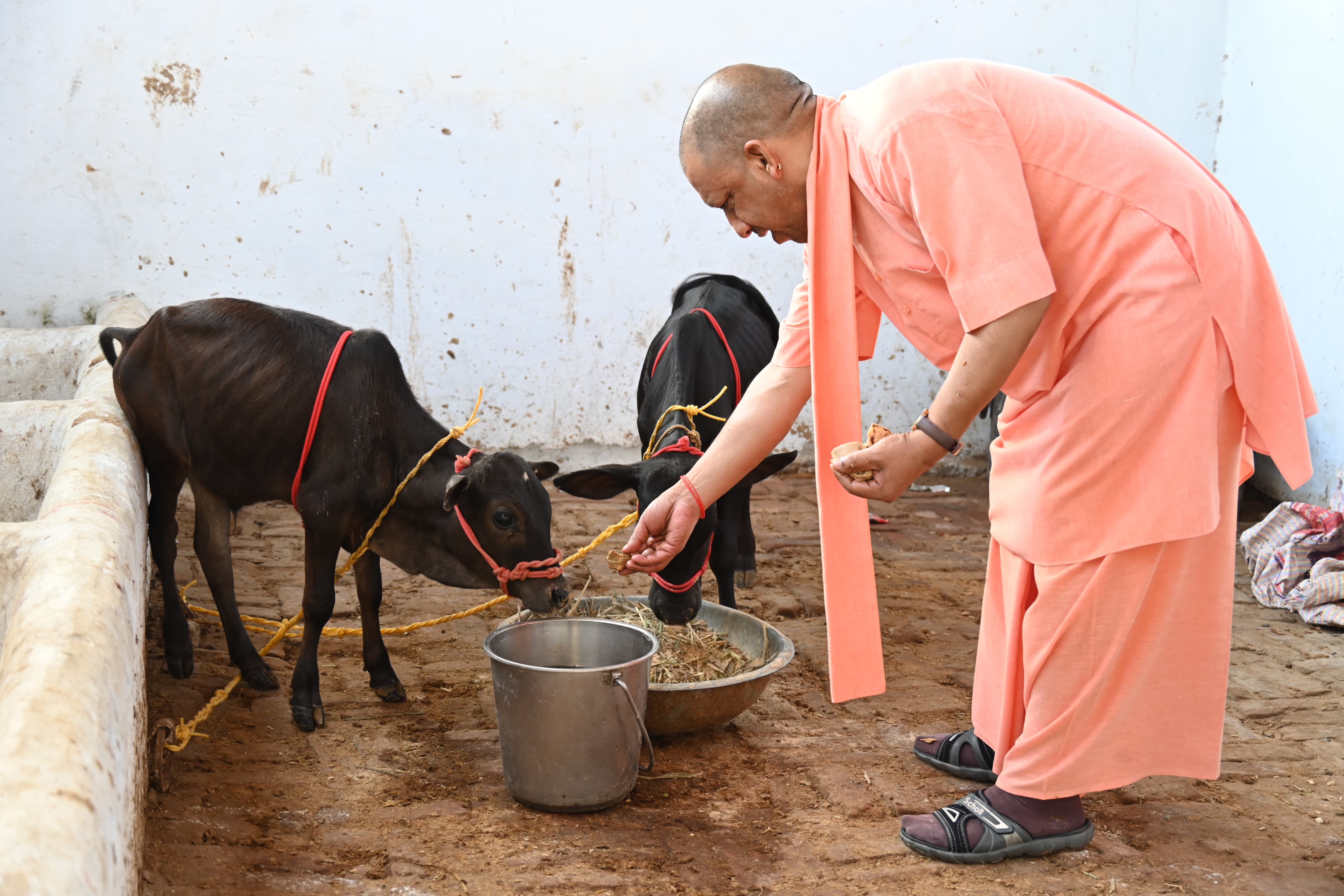 *देश की अति दुर्लभ नस्ल की गाय है पुंगनूर, और समृद्ध हुआ गोरक्षपीठ का गोवंश संसार*