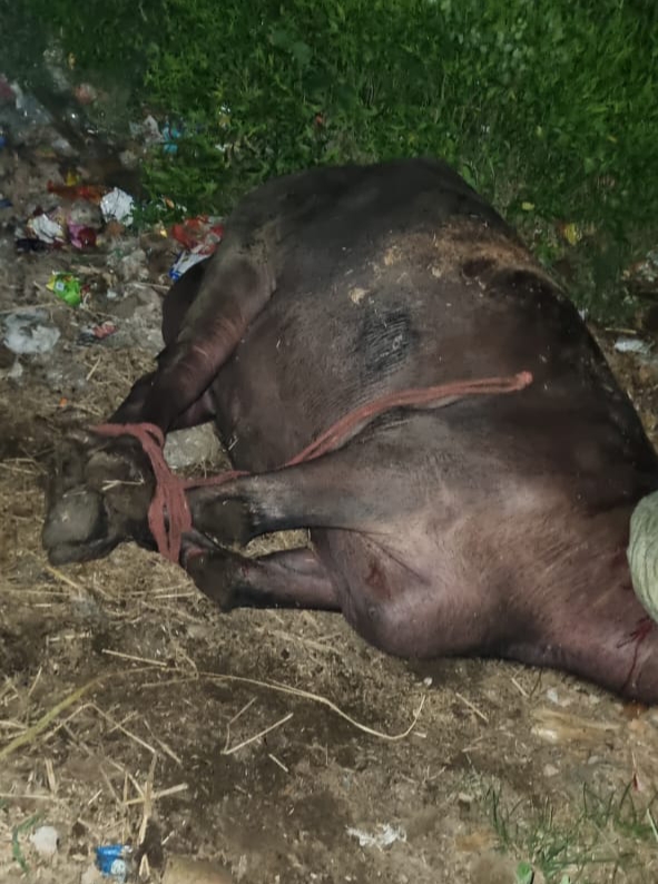 भैंस को मंदिर के सामने काटने पर हिन्दू सेवा परिषद भड़का भैंस को मंदिर के सामने काटने पर हिन्दू सेवा परिषद भड़का