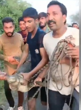 मगरमच्छ को बांधकर गांव में घुमाते ग्रामीण मगरमच्छ को बांधकर गांव में घुमाते ग्रामीण
