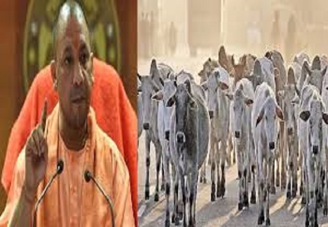 सांकेतिक फोटो—गो-संरक्षण—योगी सरकार—गोचर भूमि सांकेतिक फोटो—गो-संरक्षण—योगी सरकार—गोचर भूमि