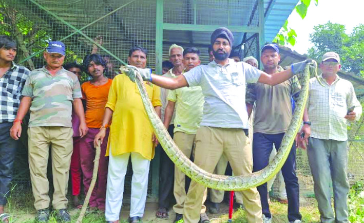 अजगर को किया रेस्क्यू अजगर को किया रेस्क्यू