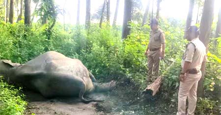 रोडवेज बस ने हथिनी को मारी टक्कर, इक्कठा हुआ हाथियों का झुं