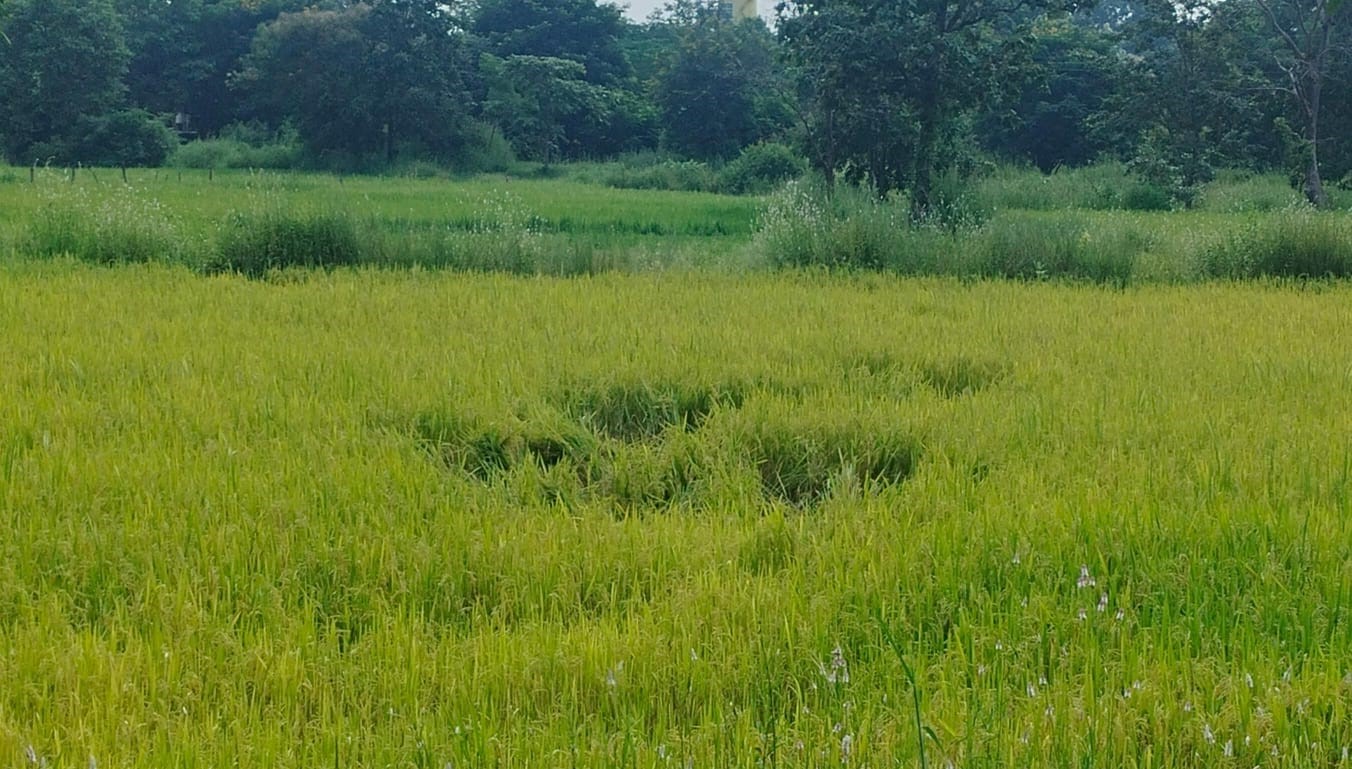 जंगली सुअरों द्वारा नष्ट किया गया ग्राम तुमराबहार के किसान का खेत। जंगली सुअरों द्वारा नष्ट किया गया ग्राम तुमराबहार के किसान का खेत।