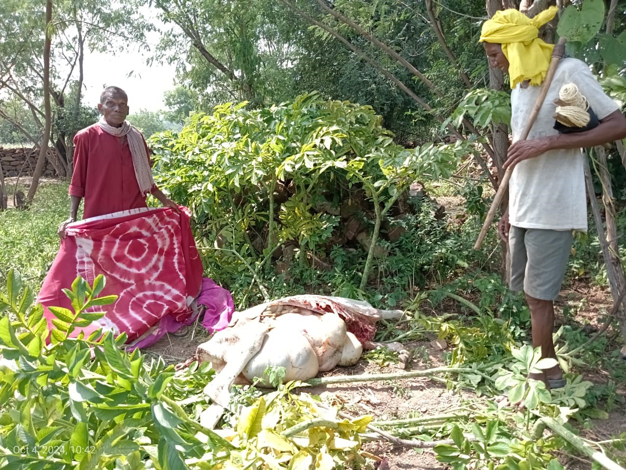 तेंदुए के शिकार से मृत गाय को देखते हुए ग्रामीण। तेंदुए के शिकार से मृत गाय को देखते हुए ग्रामीण।