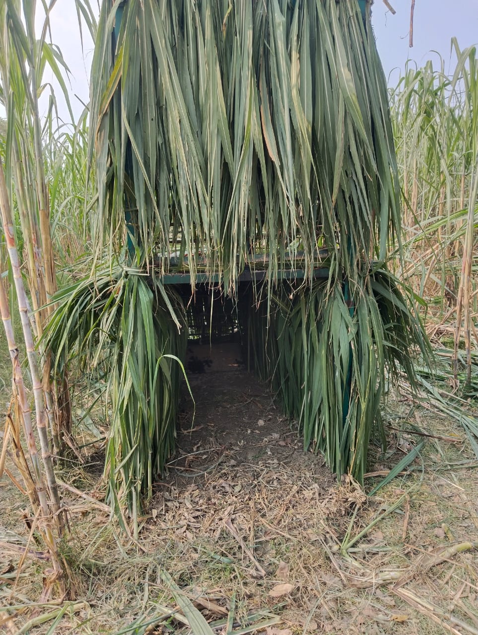 10 वर्षीय बच्चे की मौत के बाद जगा वन विभाग, लगाए पिंजरे व कैमरे