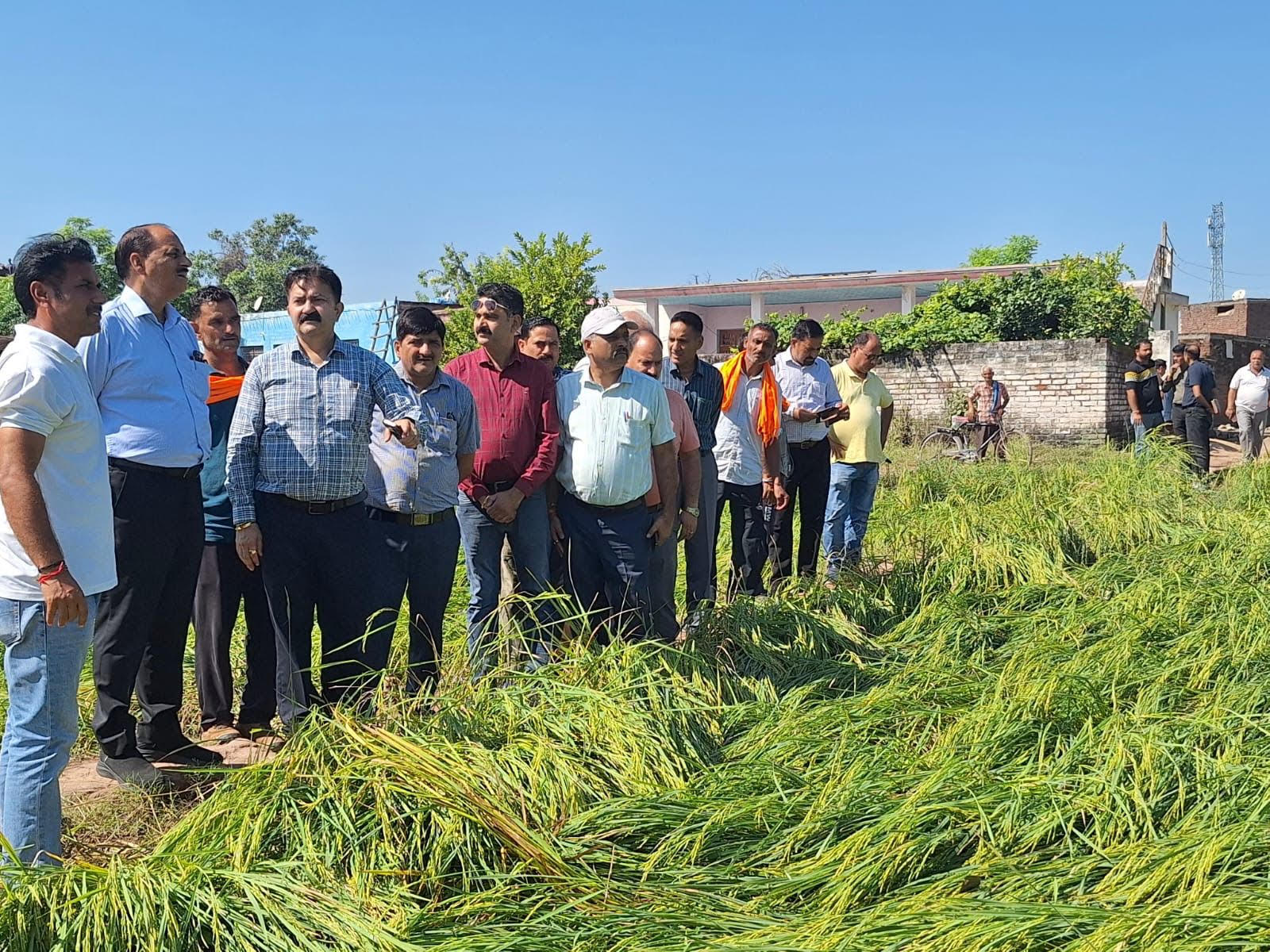 Chief Agriculture Officer Kathua assessed the condition of crops affected by rain