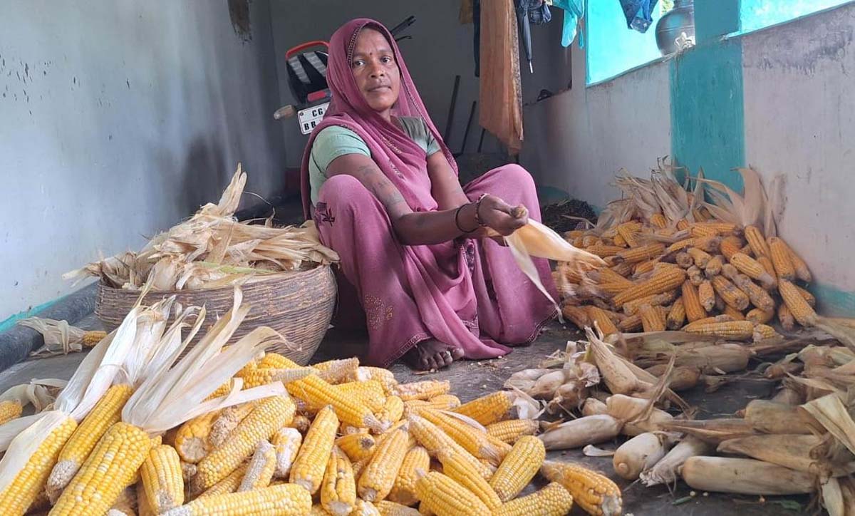 अपने घर की परछी में मक्के का बीज निकालती रामबाई अपने घर की परछी में मक्के का बीज निकालती रामबाई