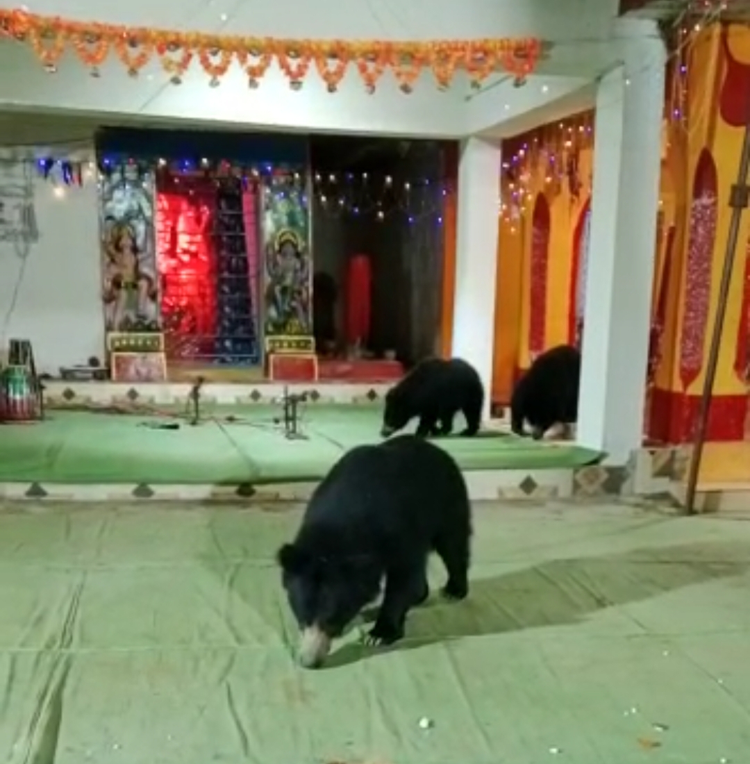 मंदिर परिसर में प्रसाद खाते हुए तीन भालू। मंदिर परिसर में प्रसाद खाते हुए तीन भालू।