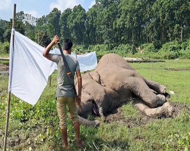 राजगंज ब्लॉक से हाथी का शव बरामद राजगंज ब्लॉक से हाथी का शव बरामद