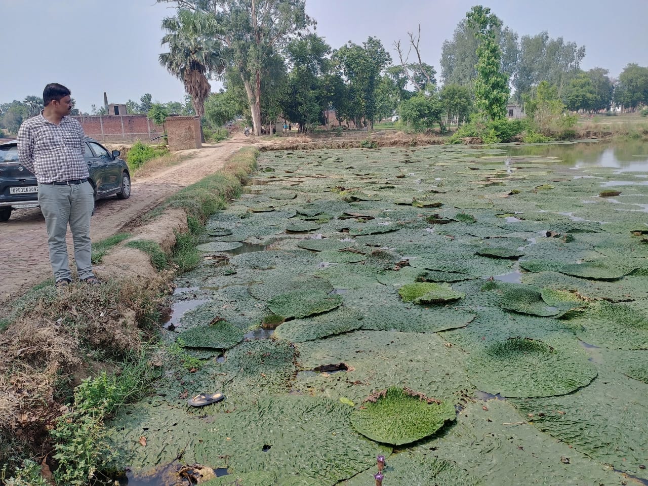 मखाना की खेती पर किसानों को मिलेगा प्रति हेक्टेयर 40 हजार रुपये अनुदान*