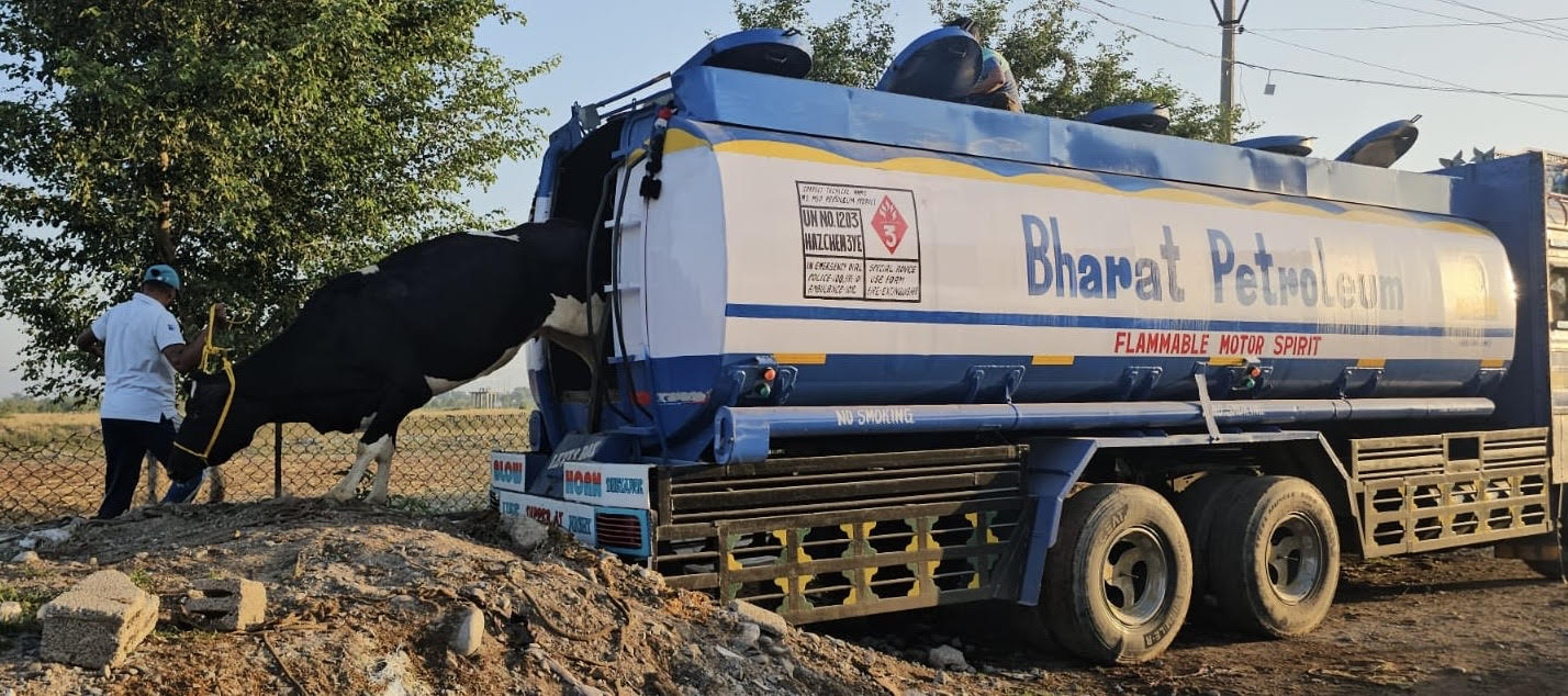 Animal smuggling attempt in oil tanker failed, 15 cattle freed Animal smuggling attempt in oil tanker failed, 15 cattle freed