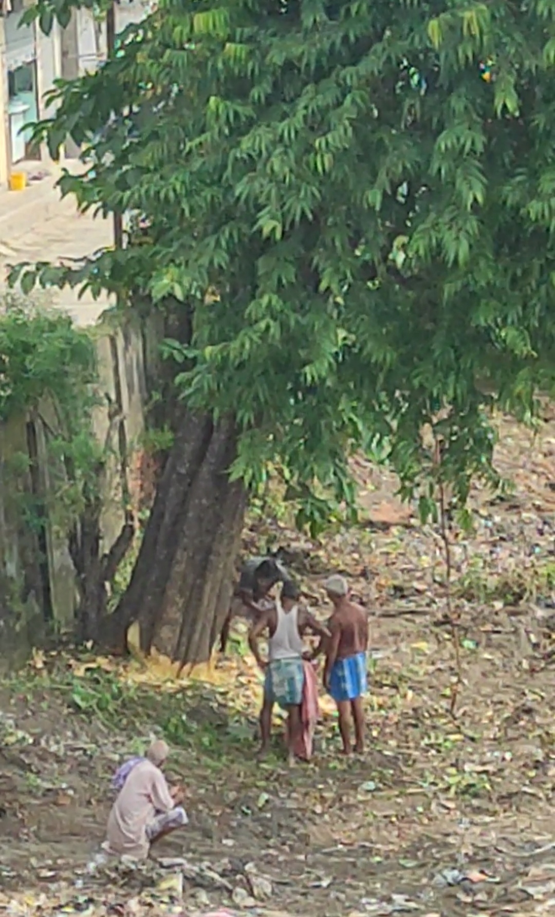 अररिया फोटो:हरे भरे पेड़ की कटाई अररिया फोटो:हरे भरे पेड़ की कटाई