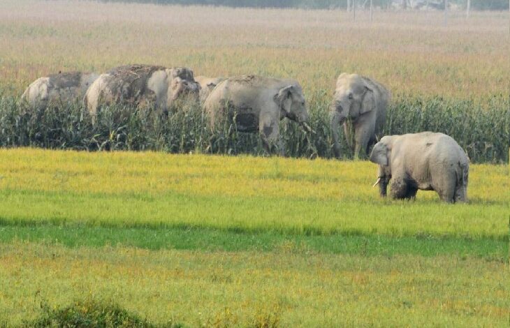 फसलों को बर्बाद करते हुए हाथियों का दल फसलों को बर्बाद करते हुए हाथियों का दल