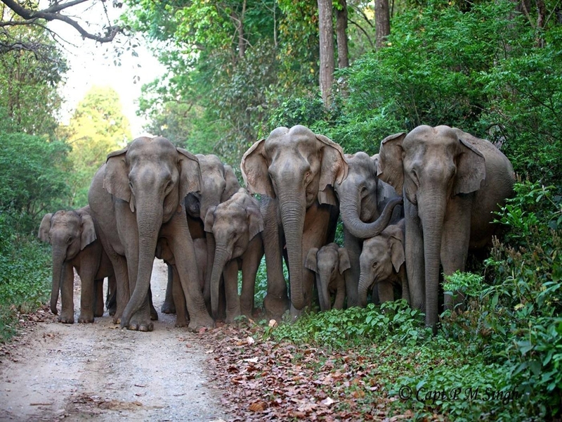 Hathi Hathi